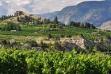 vineyards